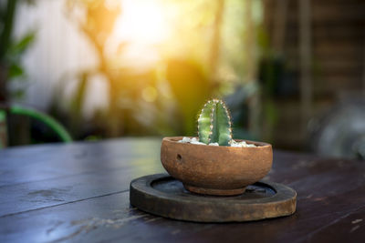 Close-up of potted plant on table