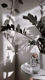 Close-up of potted plant on table at home