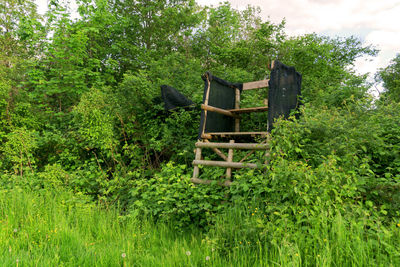 Wooden structure amidst trees and plants in forest