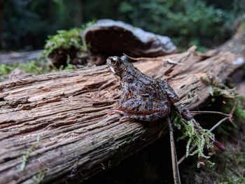 Close-up of a lizard on tree