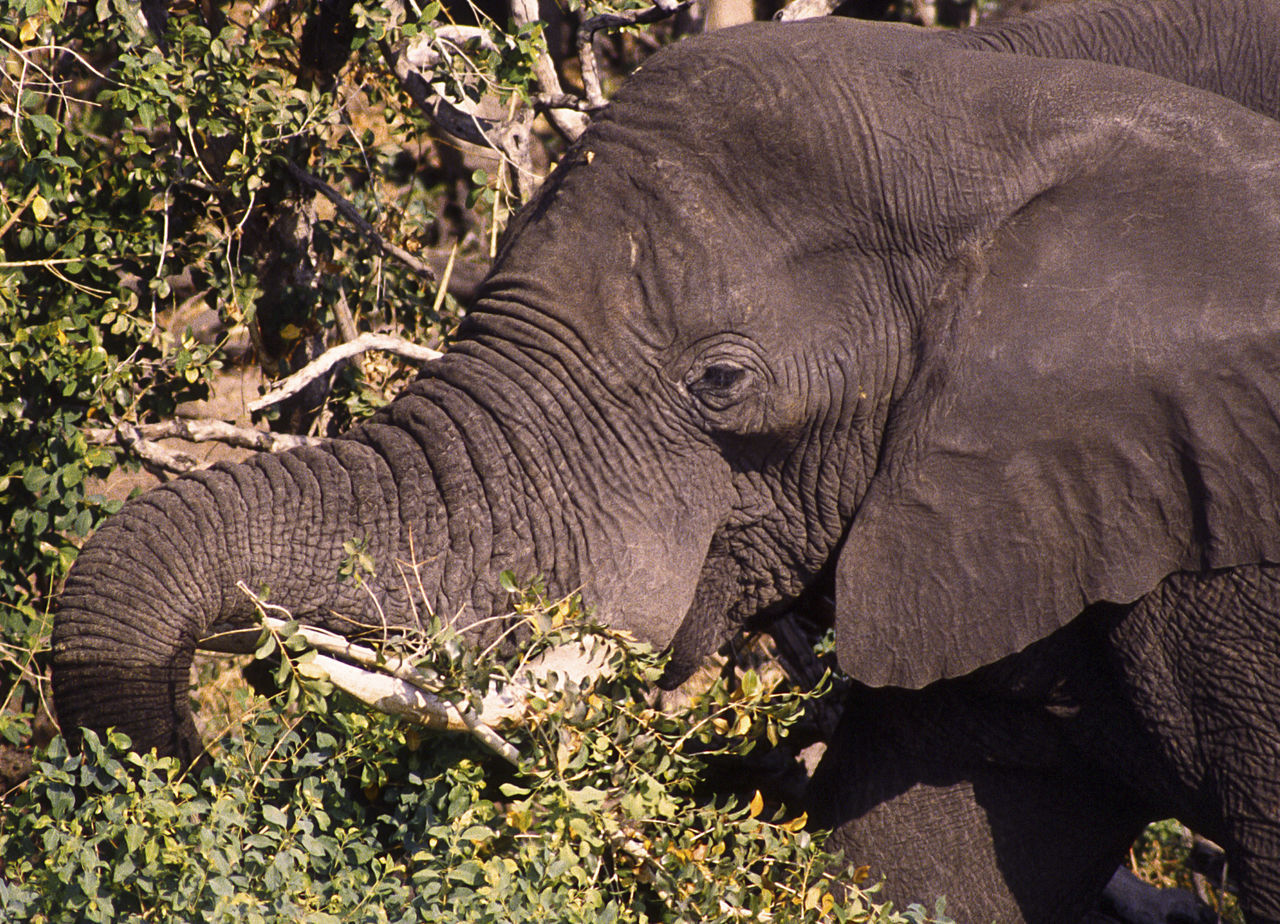 animals in the wild, animal themes, animal, animal wildlife, one animal, elephant, mammal, safari, no people, nature, plant, land, animal body part, day, sunlight, african elephant, vertebrate, tree, field, animal head, herbivorous, animal trunk