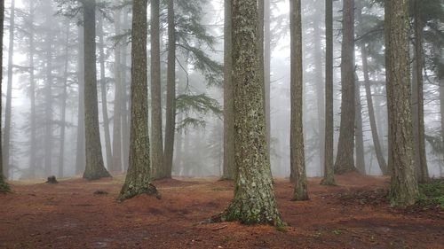 Trees in forest