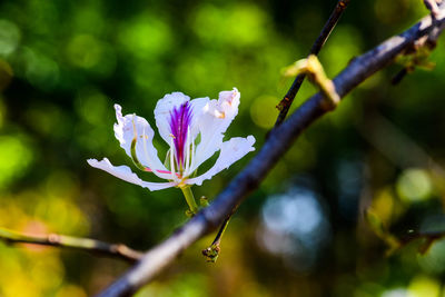 Close-up of flower growing on tree