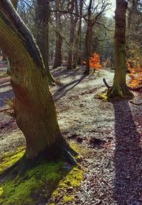 Trees in forest