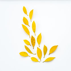 Close-up of yellow leaves against white background