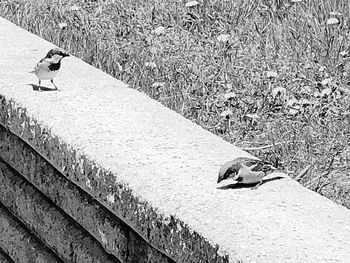 High angle view of person on wall