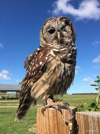 Low angle view of owl perching on tree against sky