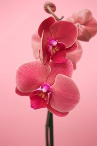 Close-up of pink orchid blooming outdoors