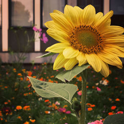 Close-up of sunflower on plant