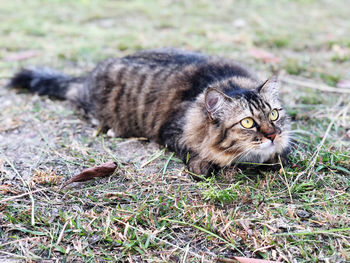 Portrait of a cat lying on grass