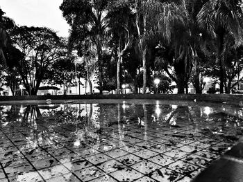 Reflection of trees in swimming pool