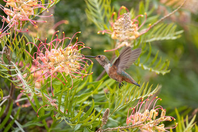 Close up view of an allen's hummingbird