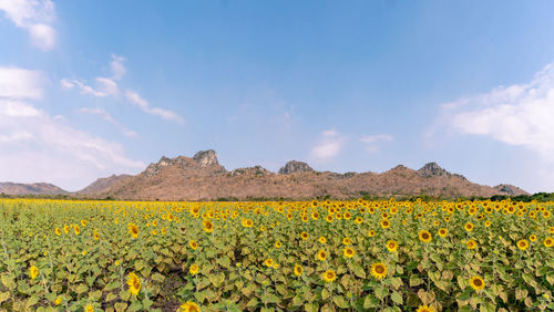 Yellow flowers on field against sky