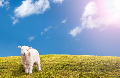 Sheep standing in a field