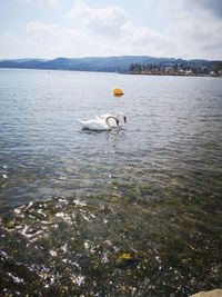 Swan swimming in lake