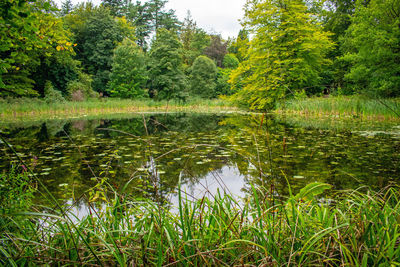 Scenic view of lake in forest