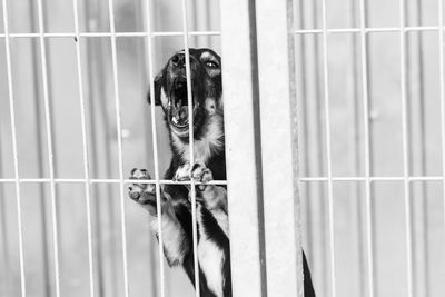 Portrait of dog in cage