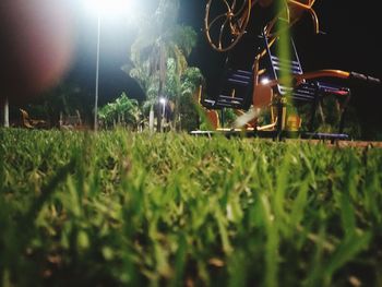 Low section of bare trees on field at night