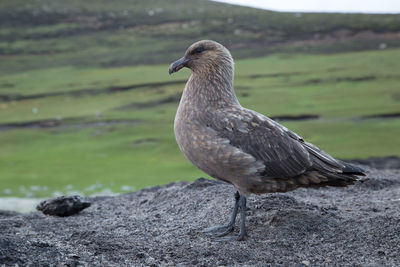 Close-up of bird perching on rock