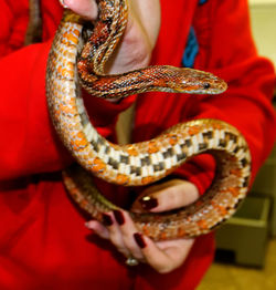 Close-up of human hands holding snake