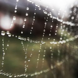 Close-up of water drops on spider web