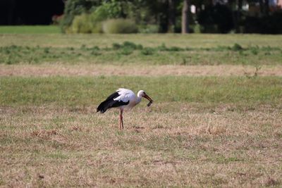 View of a bird on field