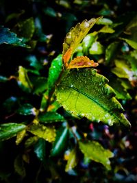 Close-up of green leaf on plant