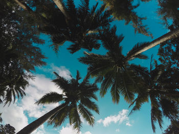 Low angle view of palm trees against sky