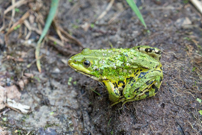 High angle view of lizard on land