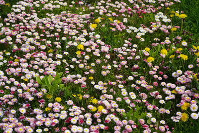 Full frame shot of flowering plants