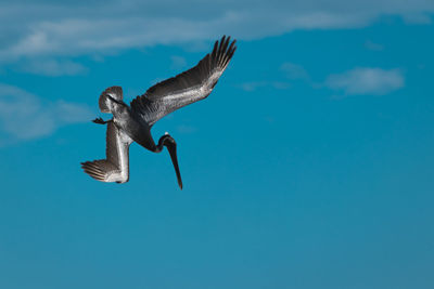 Bird flying over sea