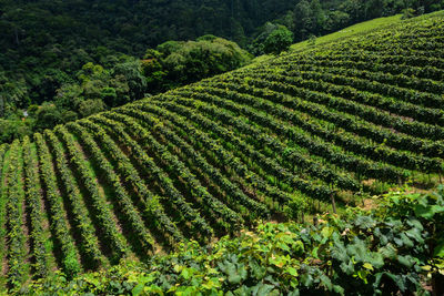 High angle view of grape field