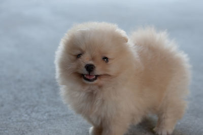 Portrait of white puppy