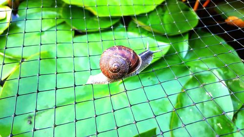 Close-up of snail on metal