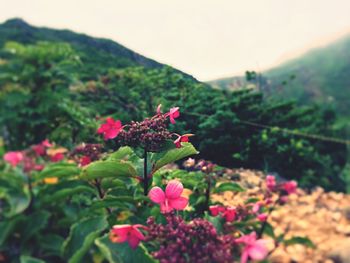 Pink flowers blooming in park