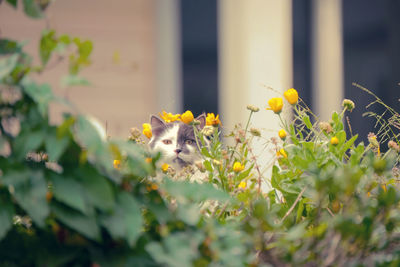 Portrait of cat sitting amidst plants