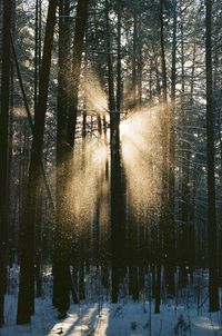 Sunlight streaming through trees in snow covered forest