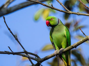 Low angle view of parrot perching on tree