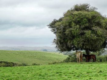 Horse grazing on field against sky