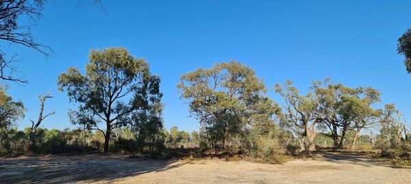 Trees by road against clear blue sky