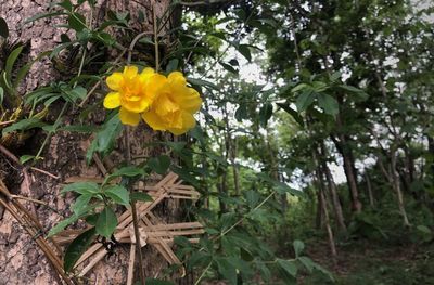 Close-up of yellow flowering plants on field