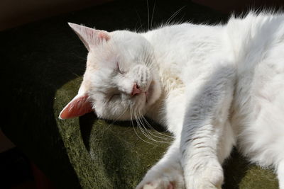 Close-up of a cat with eyes closed