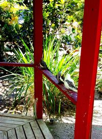 Close-up of lizard on tree