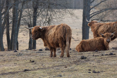 Graceful wanderer. majestic brown wild cow grazing in the early spring field