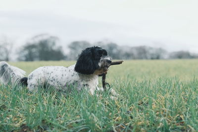 View of dog on field