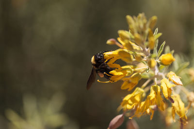 Close-up of bee pollinating on yellow flower