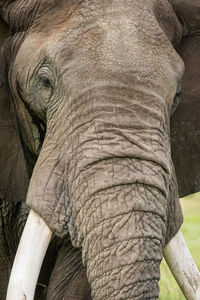 Close-up of african bush elephant in grass