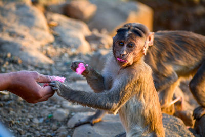 Cropped hand giving food to monkey