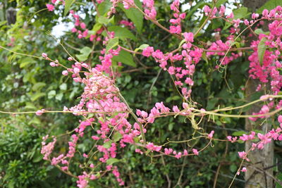 Close-up of pink flowering plant