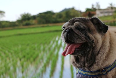 Close-up of dog sticking out tongue on field